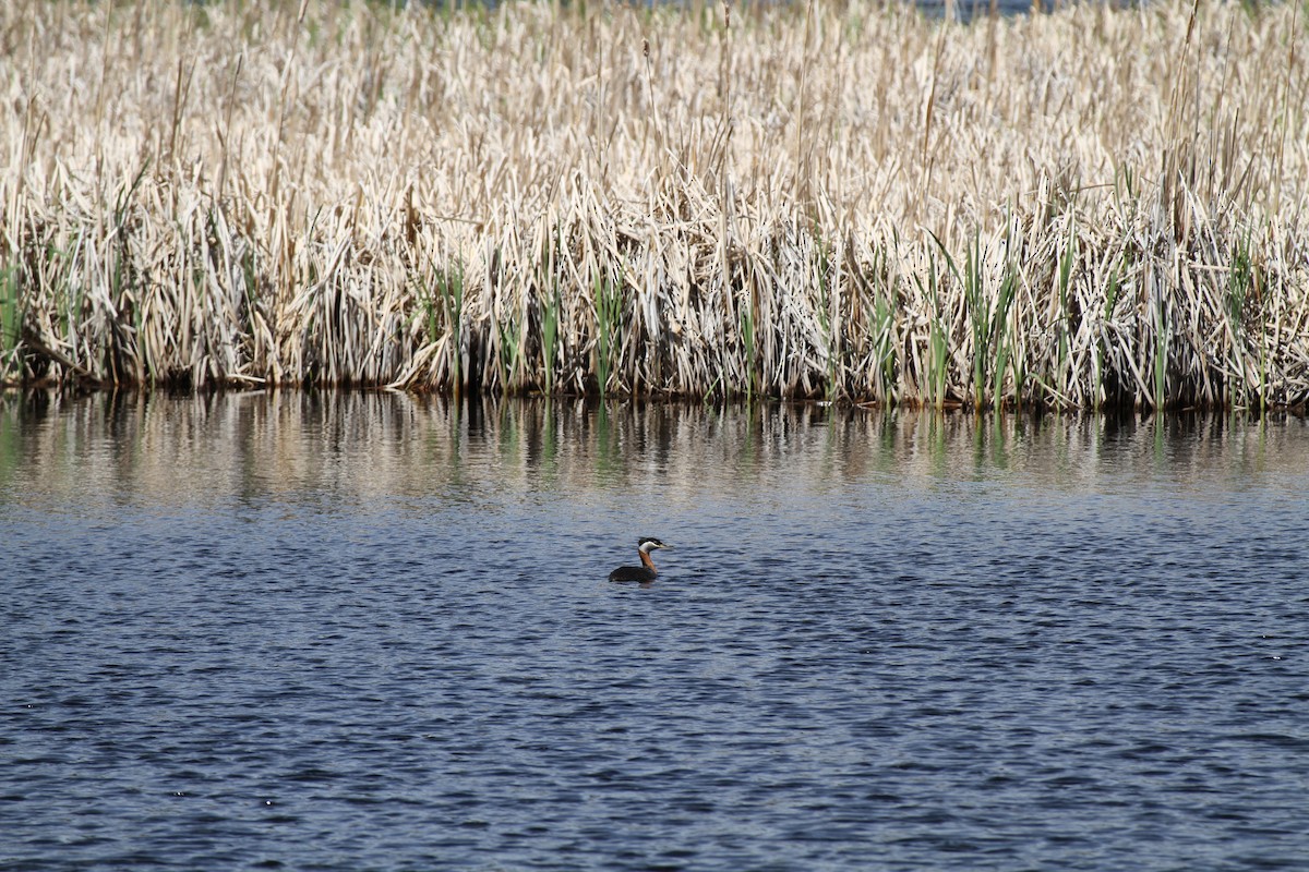 Red-necked Grebe - ML620132057