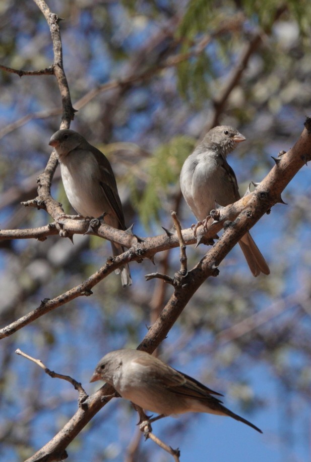 Southern Gray-headed Sparrow - ML620132058