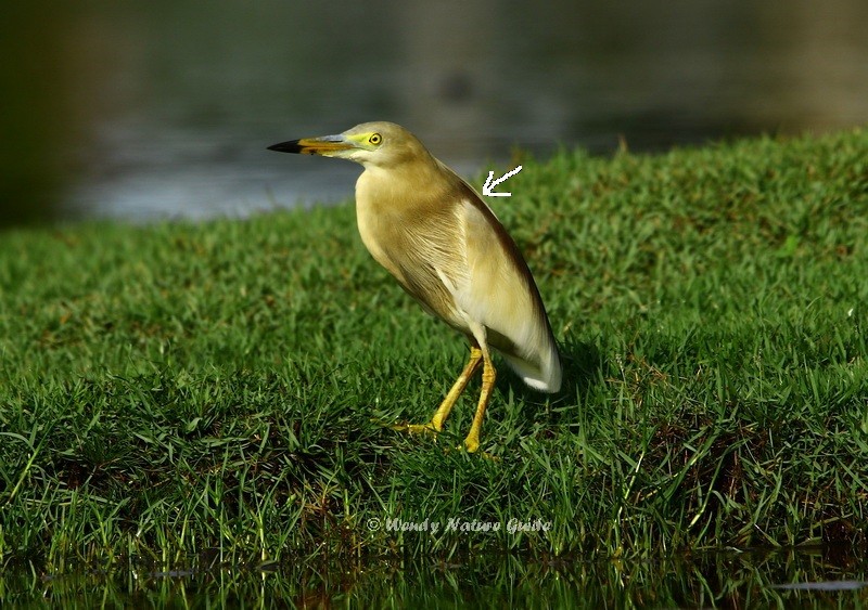 Indian Pond-Heron - ML620132059