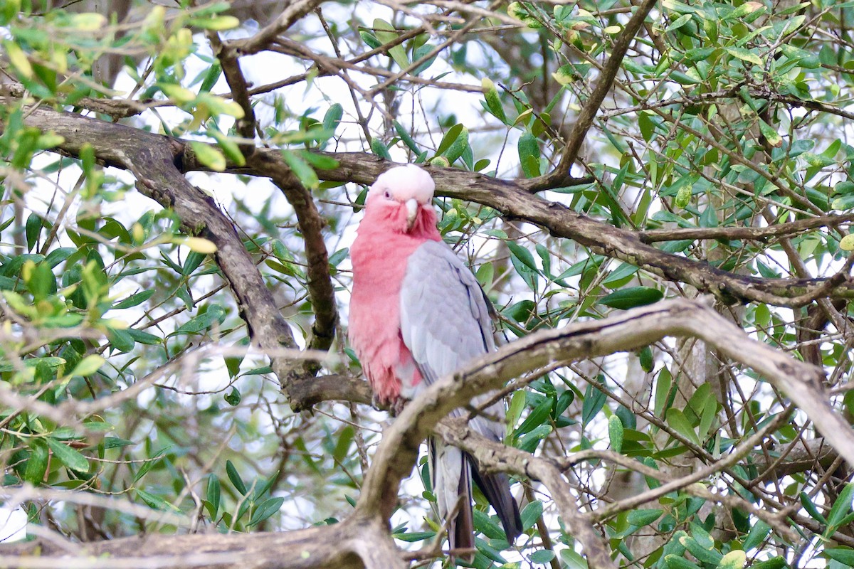 kakadu růžový - ML620132066