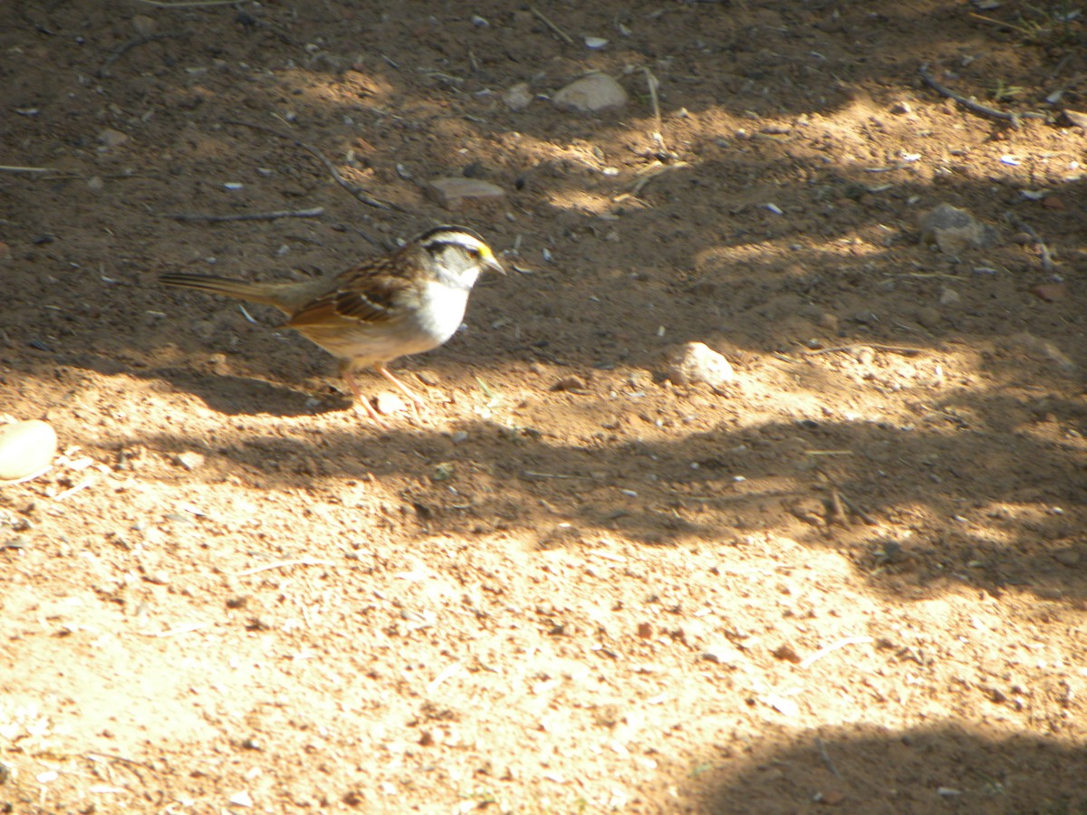 White-throated Sparrow - ML620132071