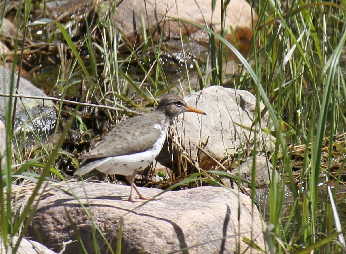 flekksnipe - ML620132075