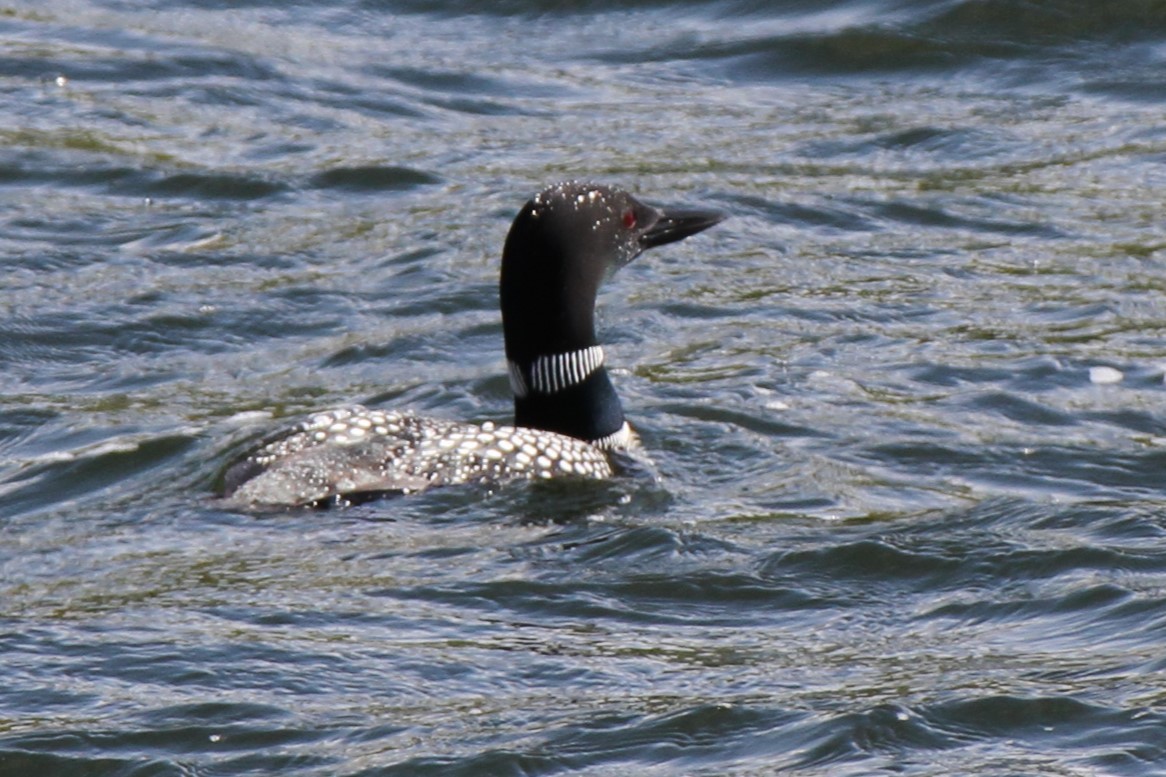 Plongeon huard - ML620132077