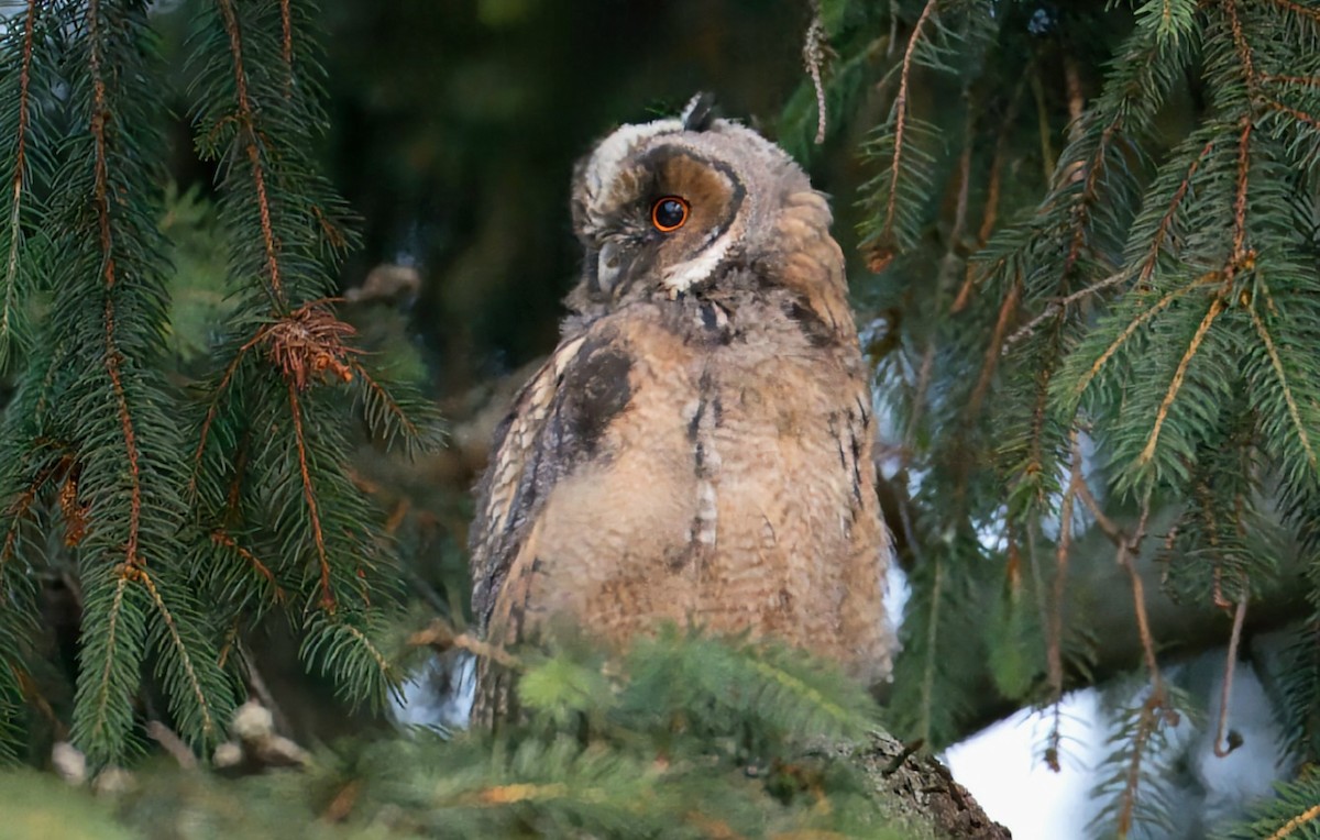 Long-eared Owl - ML620132089