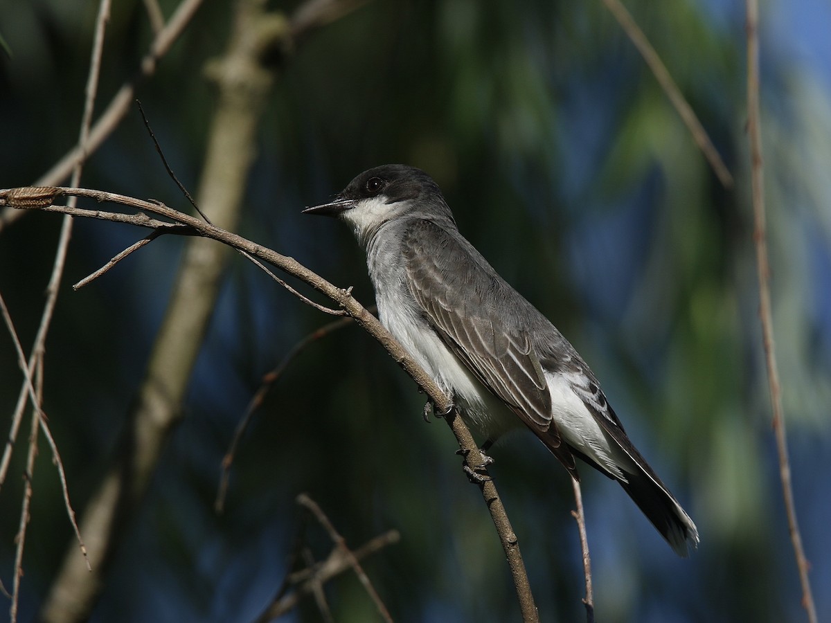 Eastern Kingbird - ML620132090