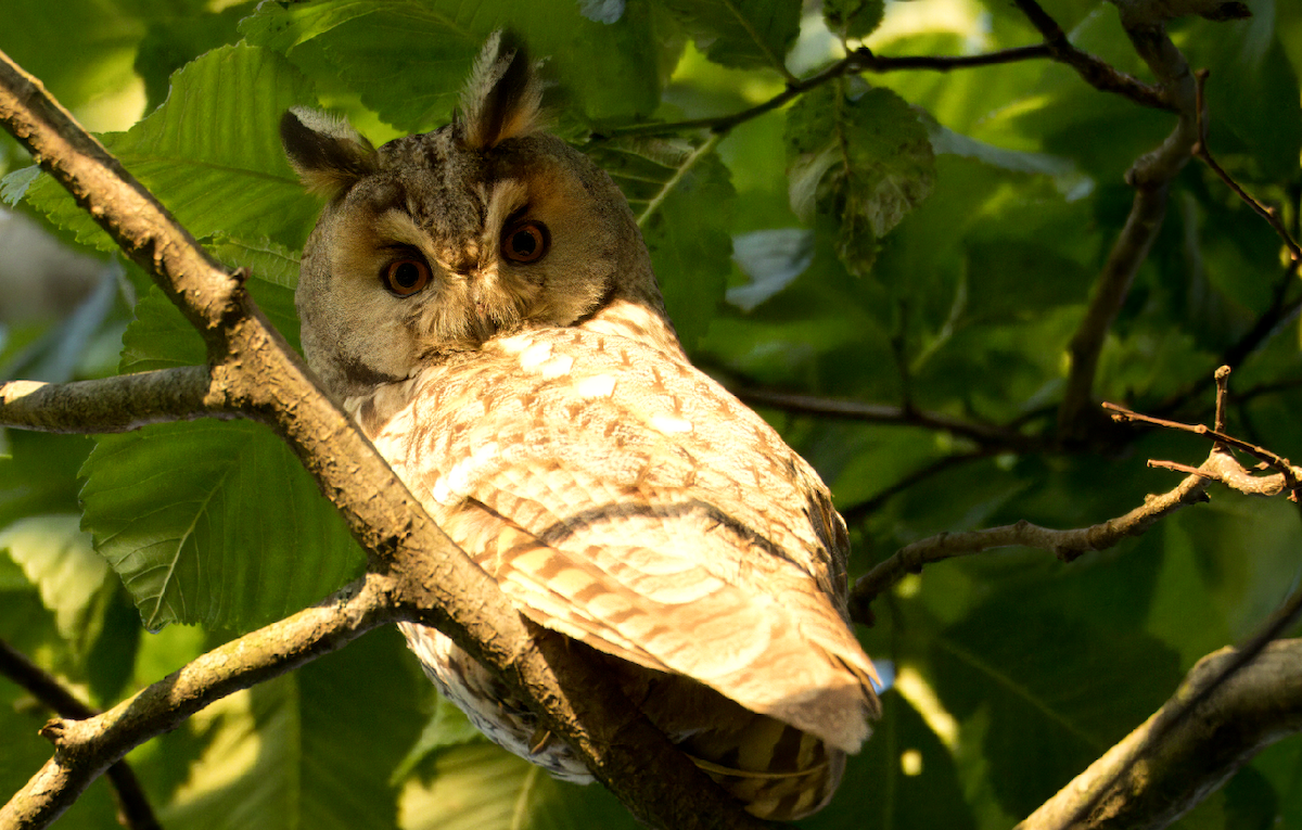 Long-eared Owl - ML620132092