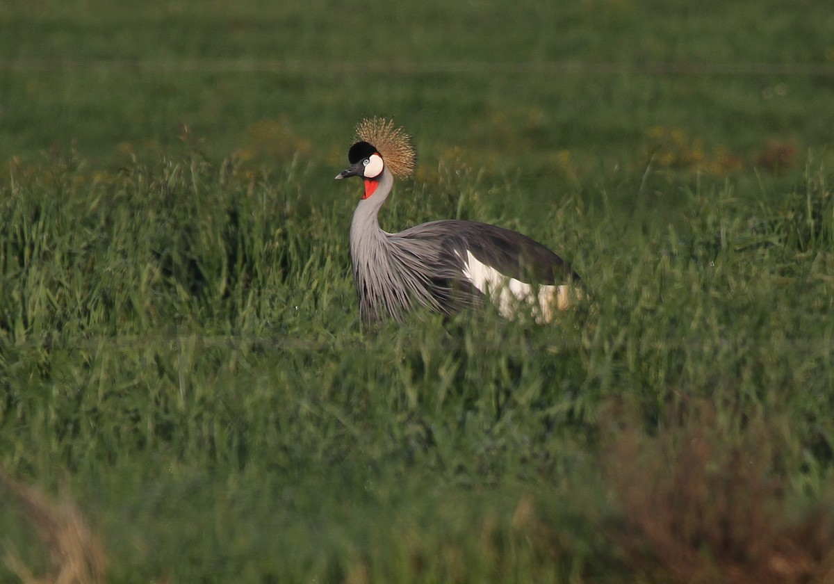 Gray Crowned-Crane - ML620132097