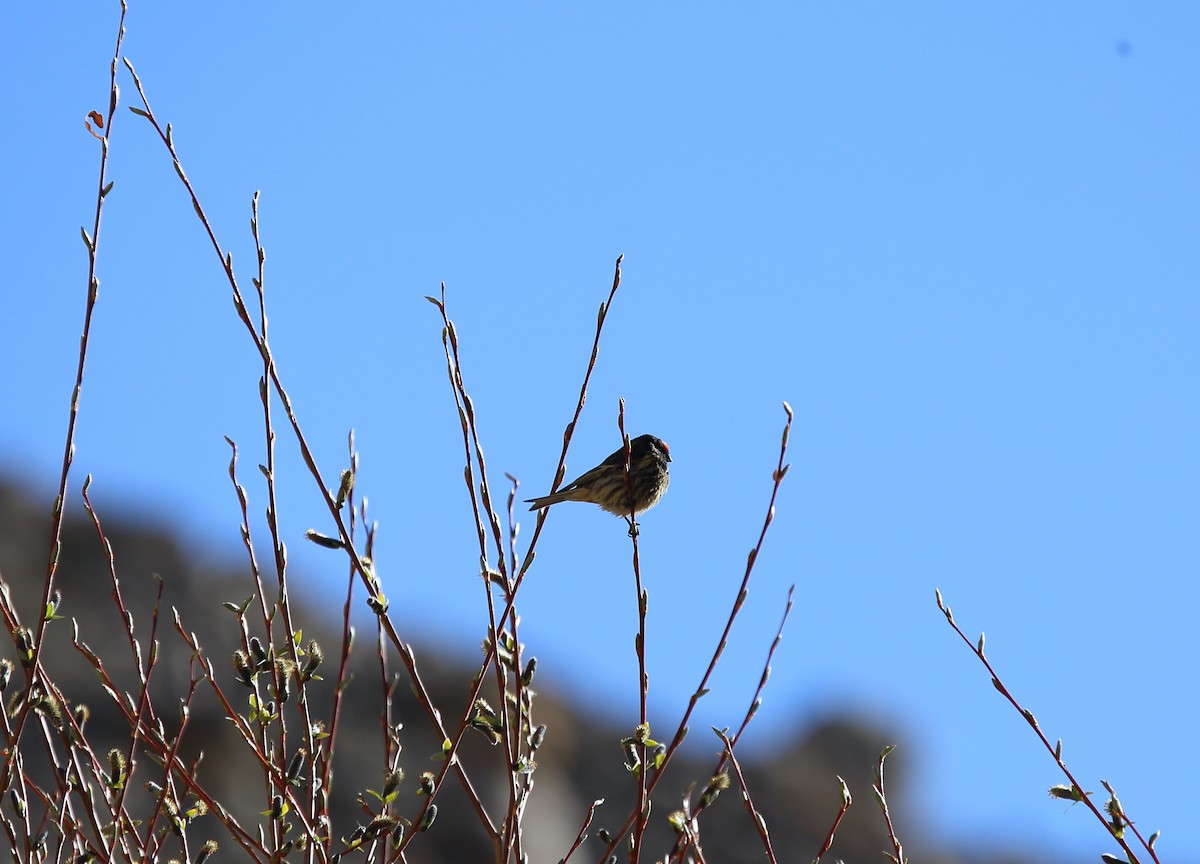 Fire-fronted Serin - ML620132101