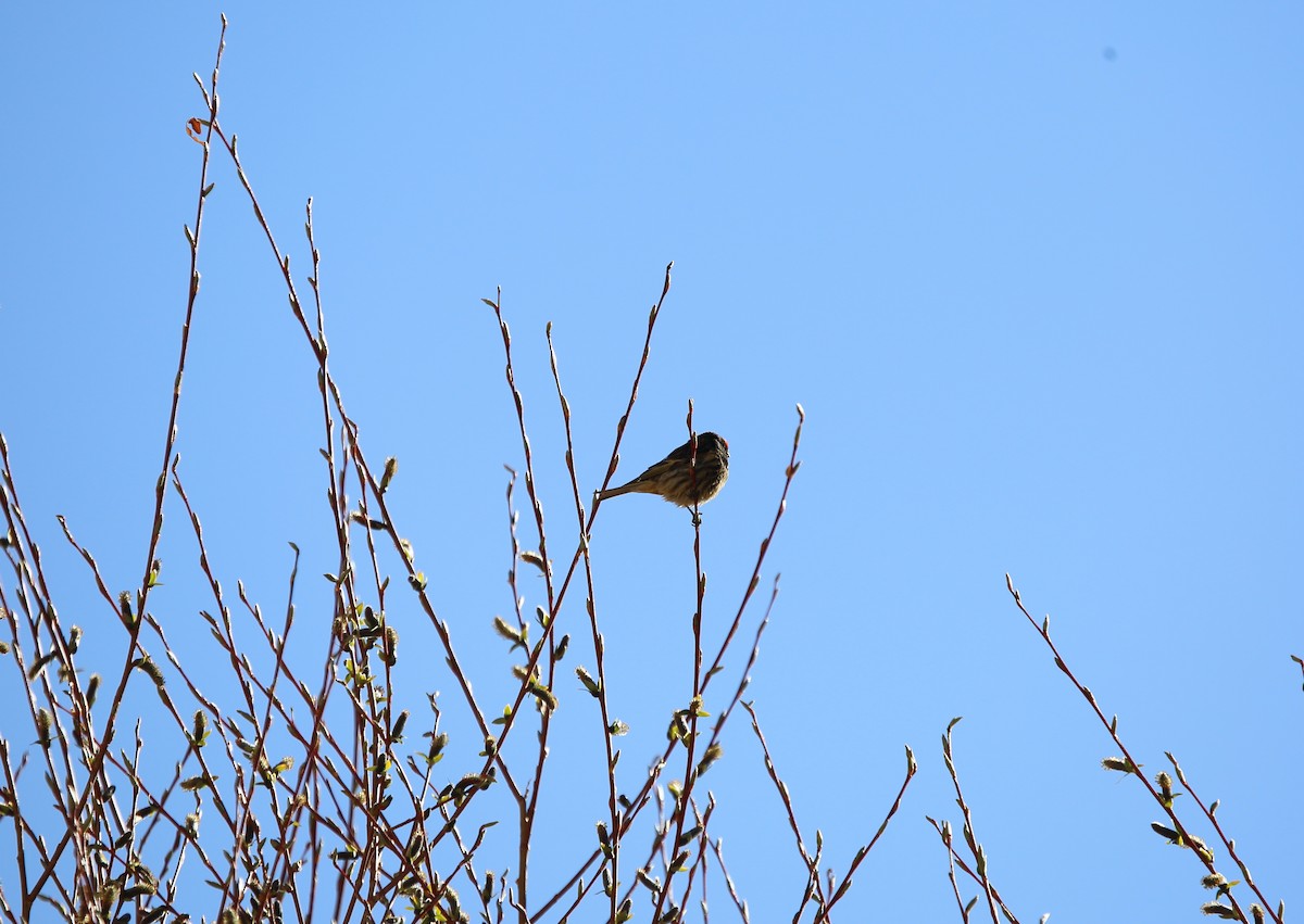 Fire-fronted Serin - ML620132103