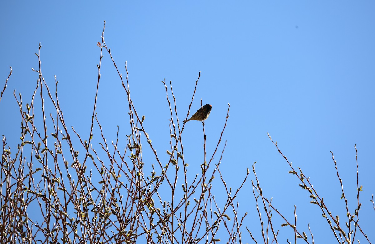 Fire-fronted Serin - ML620132107