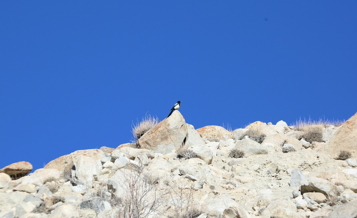 Eurasian Magpie - Surendhar Boobalan
