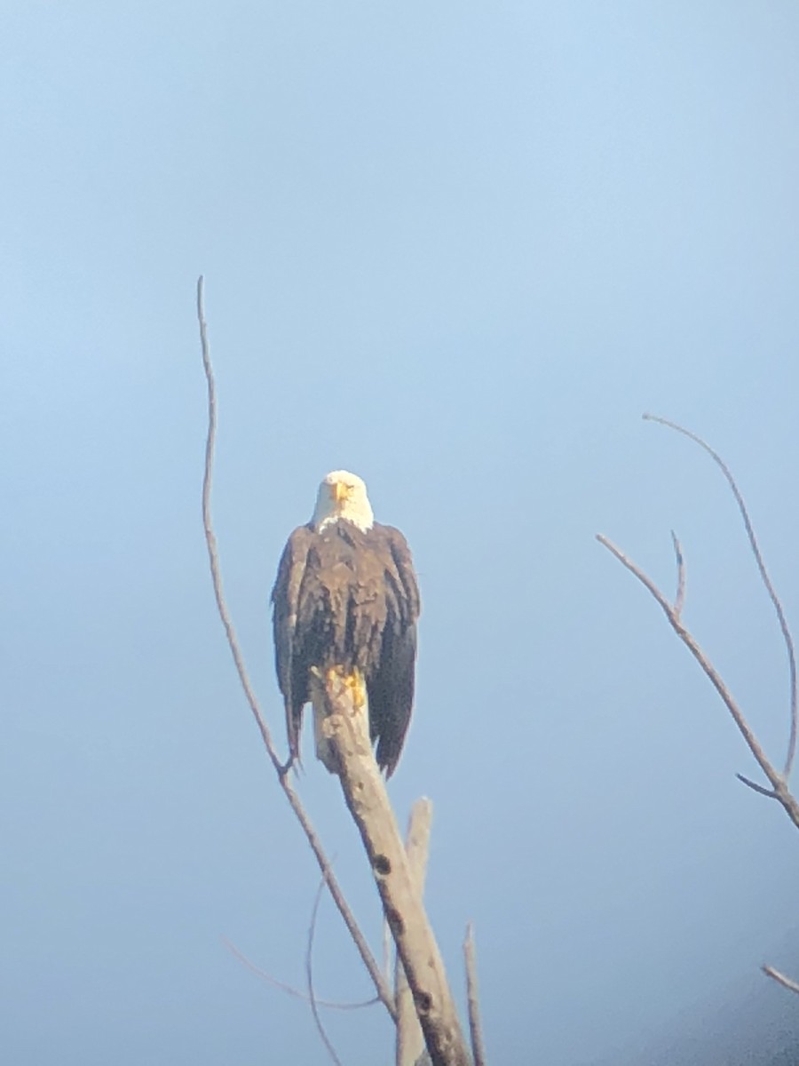 Bald Eagle - ML620132117