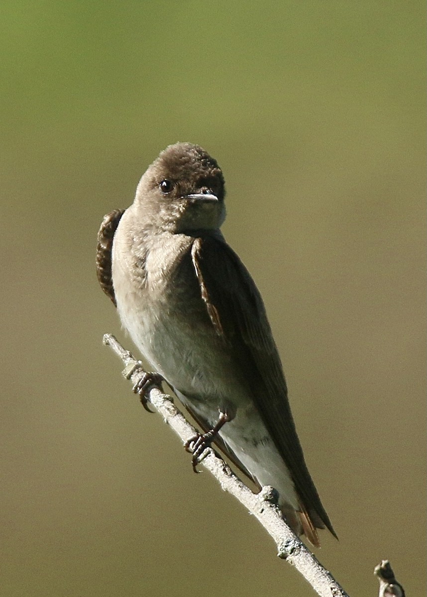 Northern Rough-winged Swallow - ML620132118