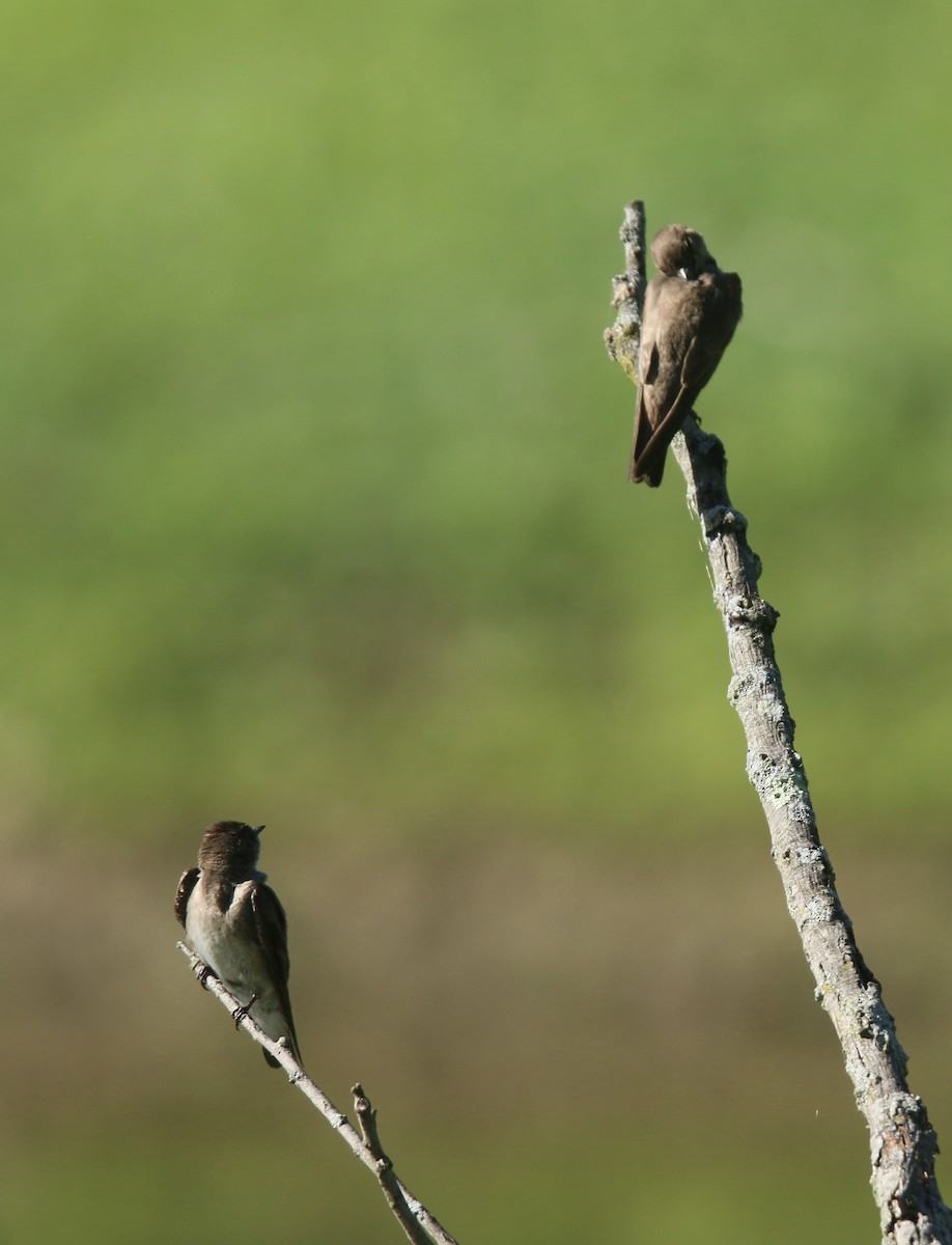 Northern Rough-winged Swallow - ML620132119