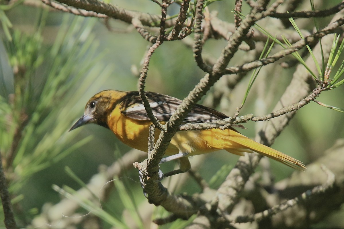 Baltimore Oriole - ML620132122