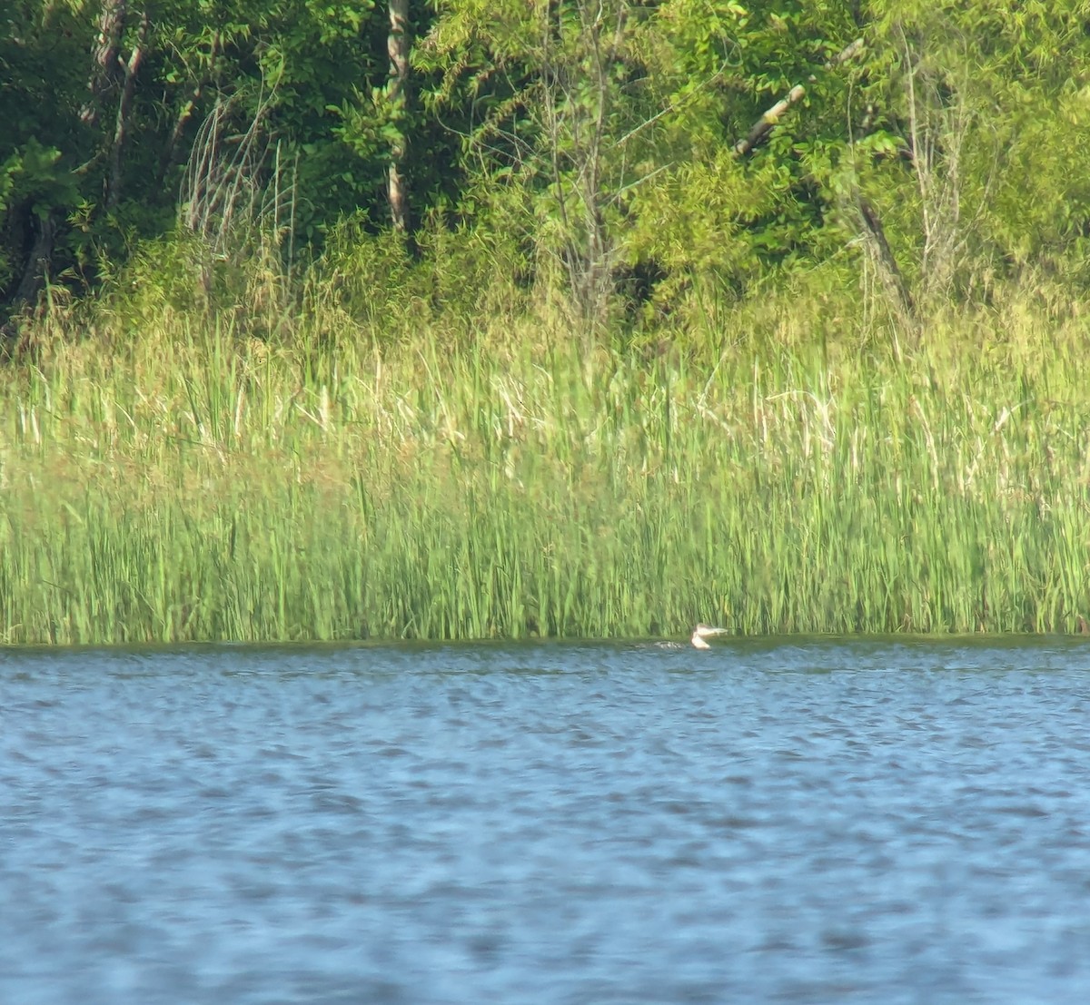 Plongeon huard - ML620132126