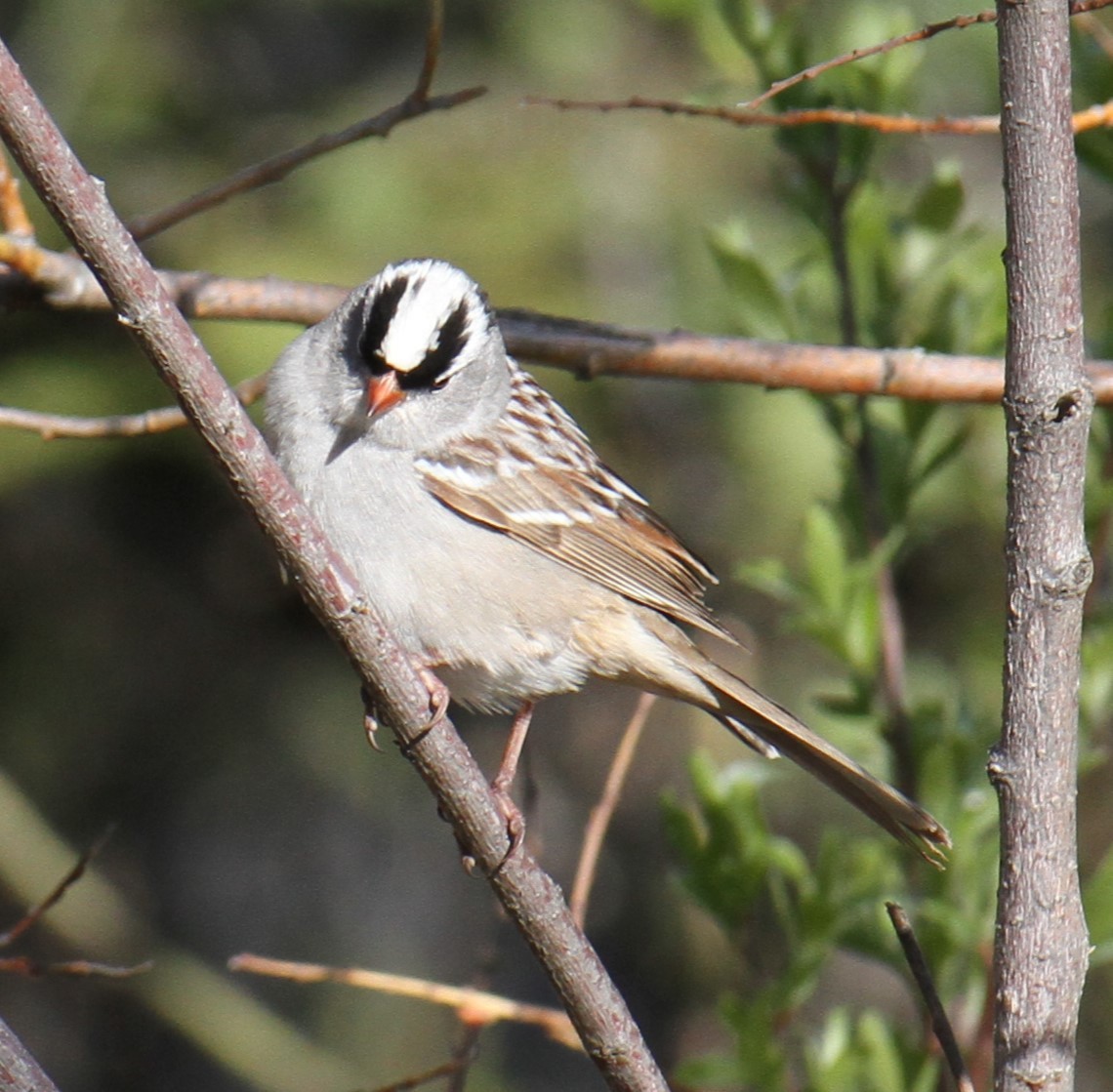 White-crowned Sparrow - ML620132139