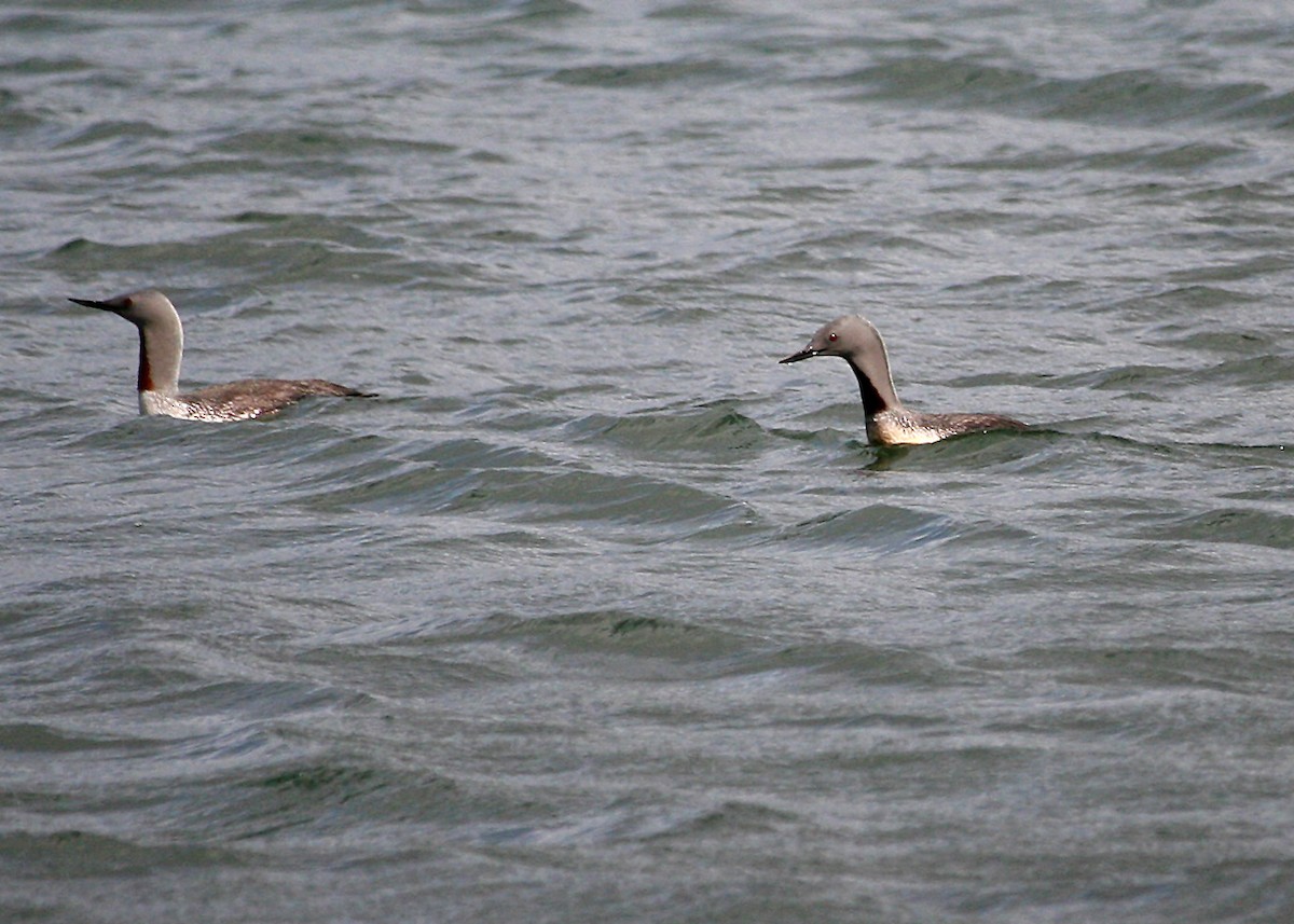Red-throated Loon - ML620132144