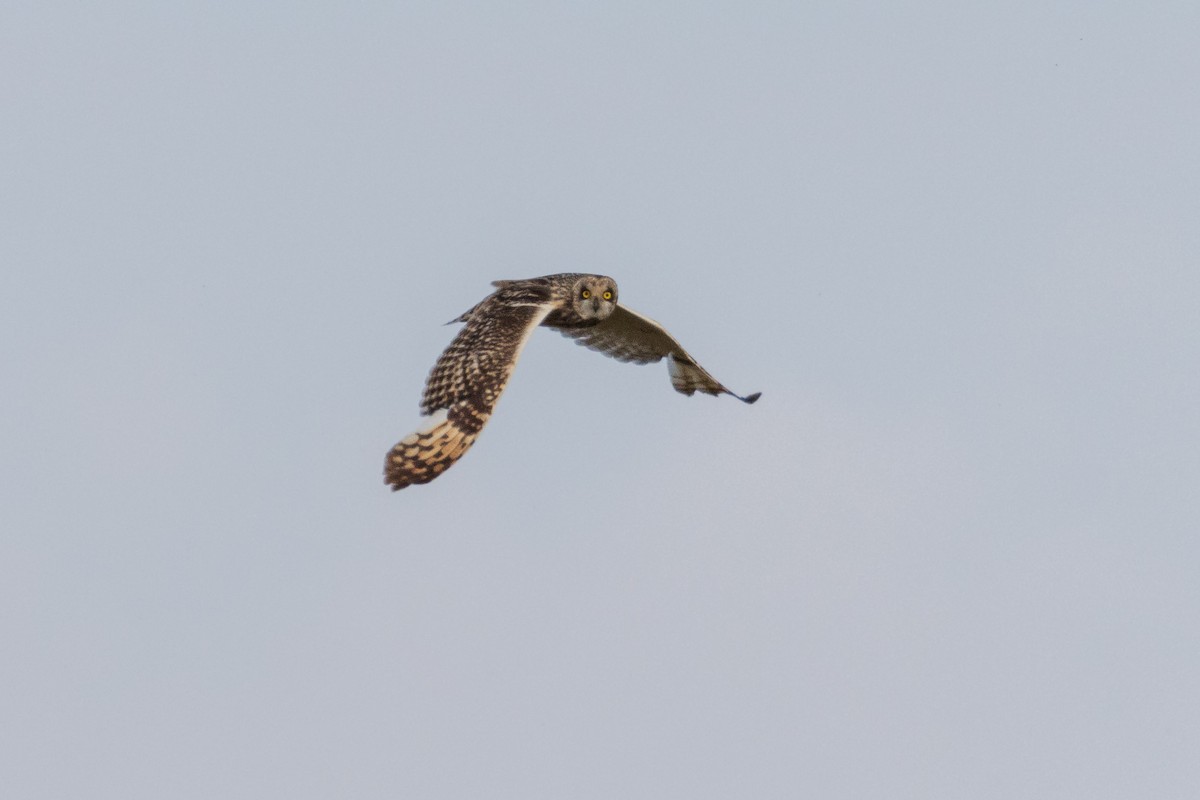 Short-eared Owl - ML620132146