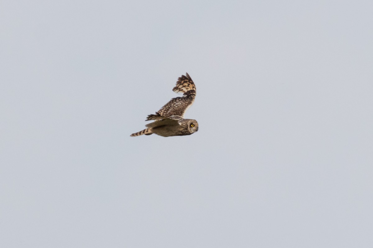 Short-eared Owl - ML620132147
