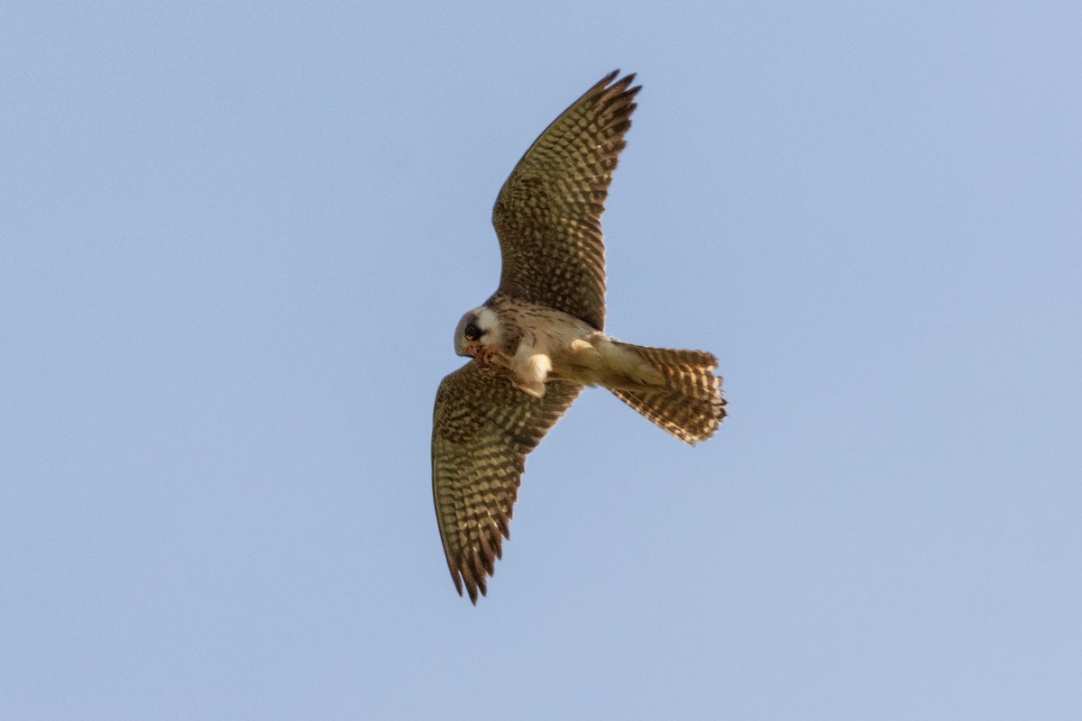 Red-footed Falcon - ML620132156