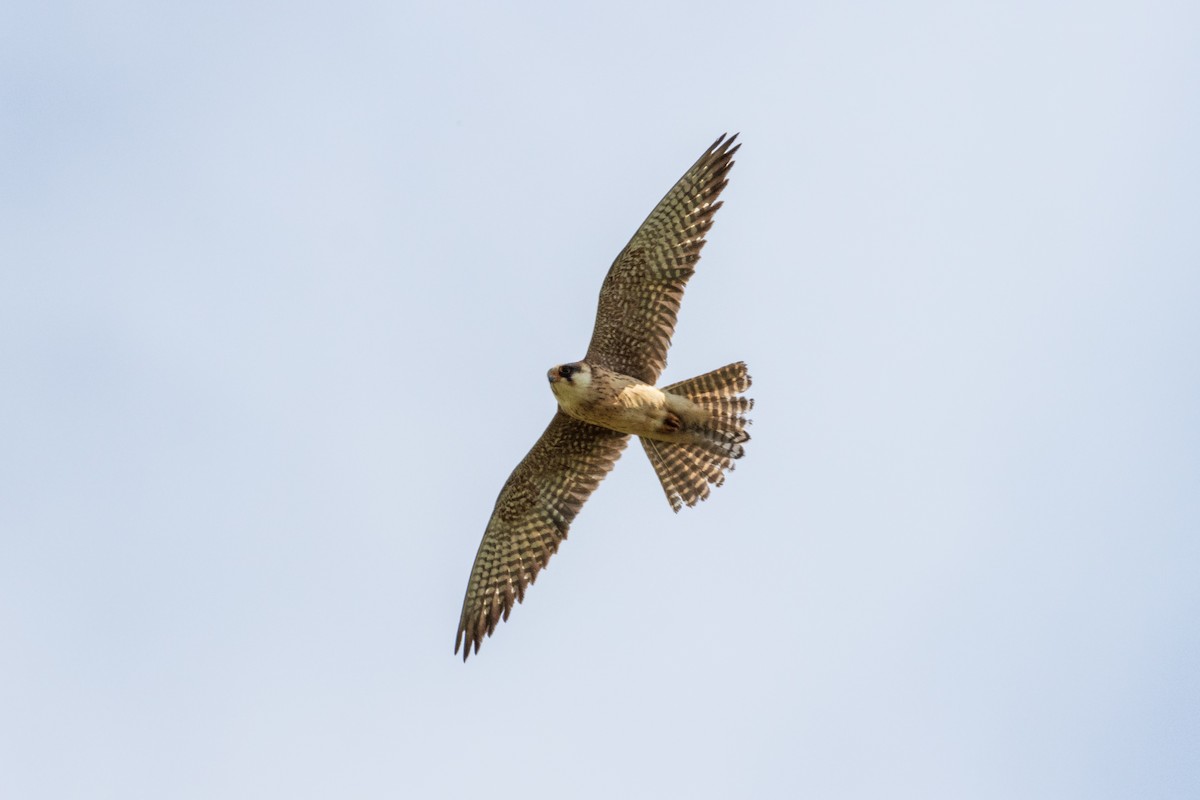 Red-footed Falcon - ML620132157