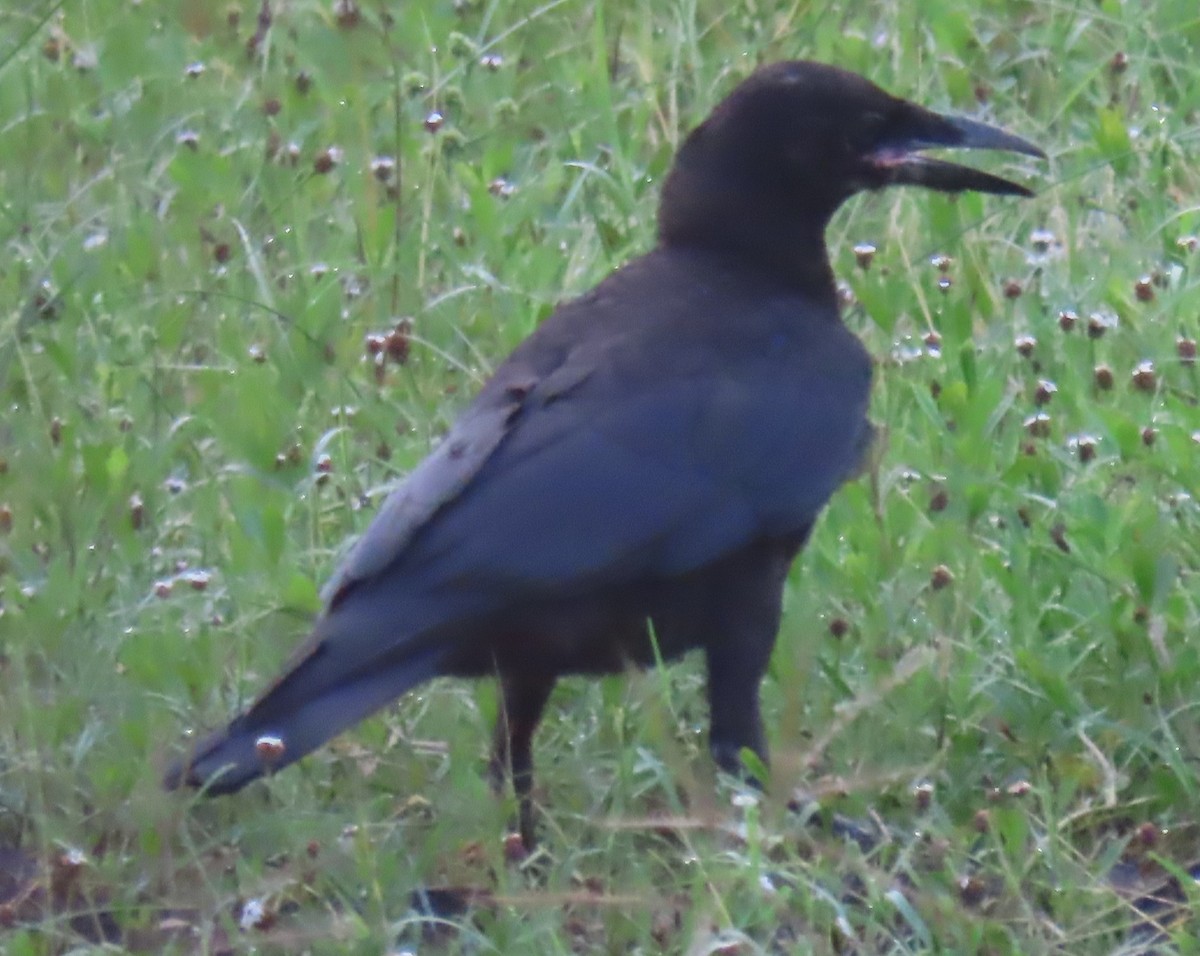 American Crow - ML620132163