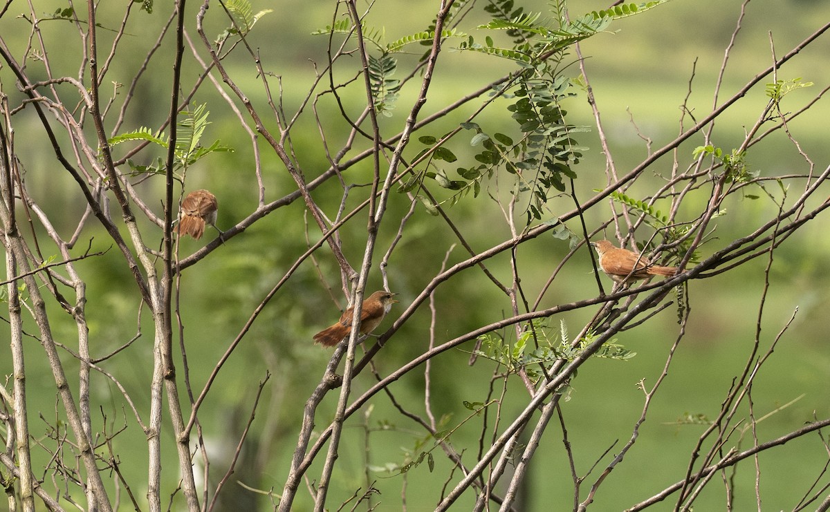 Yellow-chinned Spinetail - ML620132167