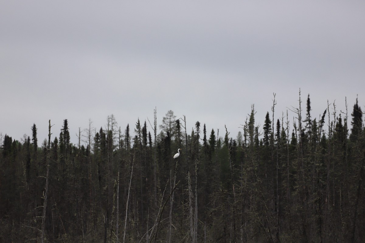 Great Egret - ML620132170