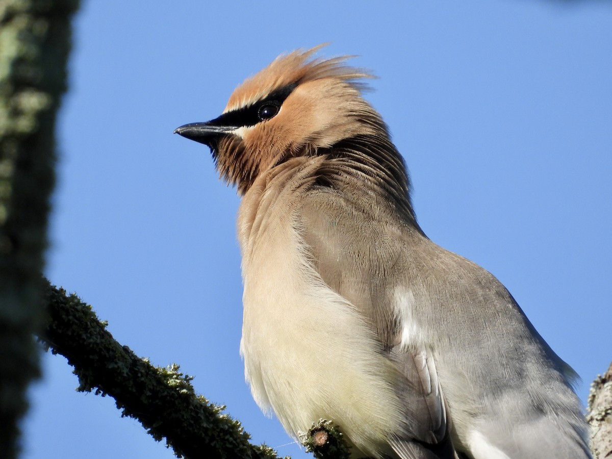 Cedar Waxwing - ML620132182