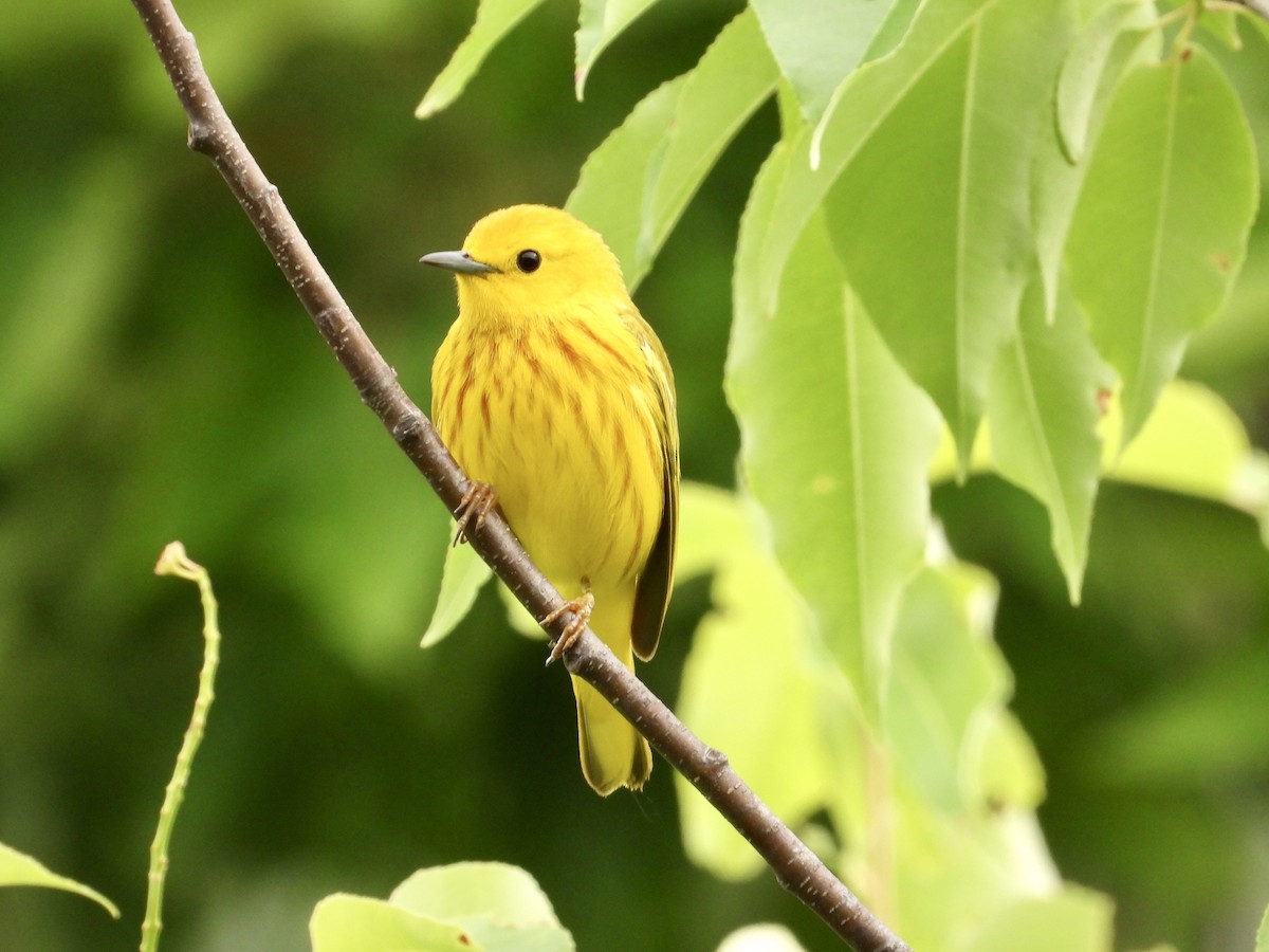 Yellow Warbler - ML620132190