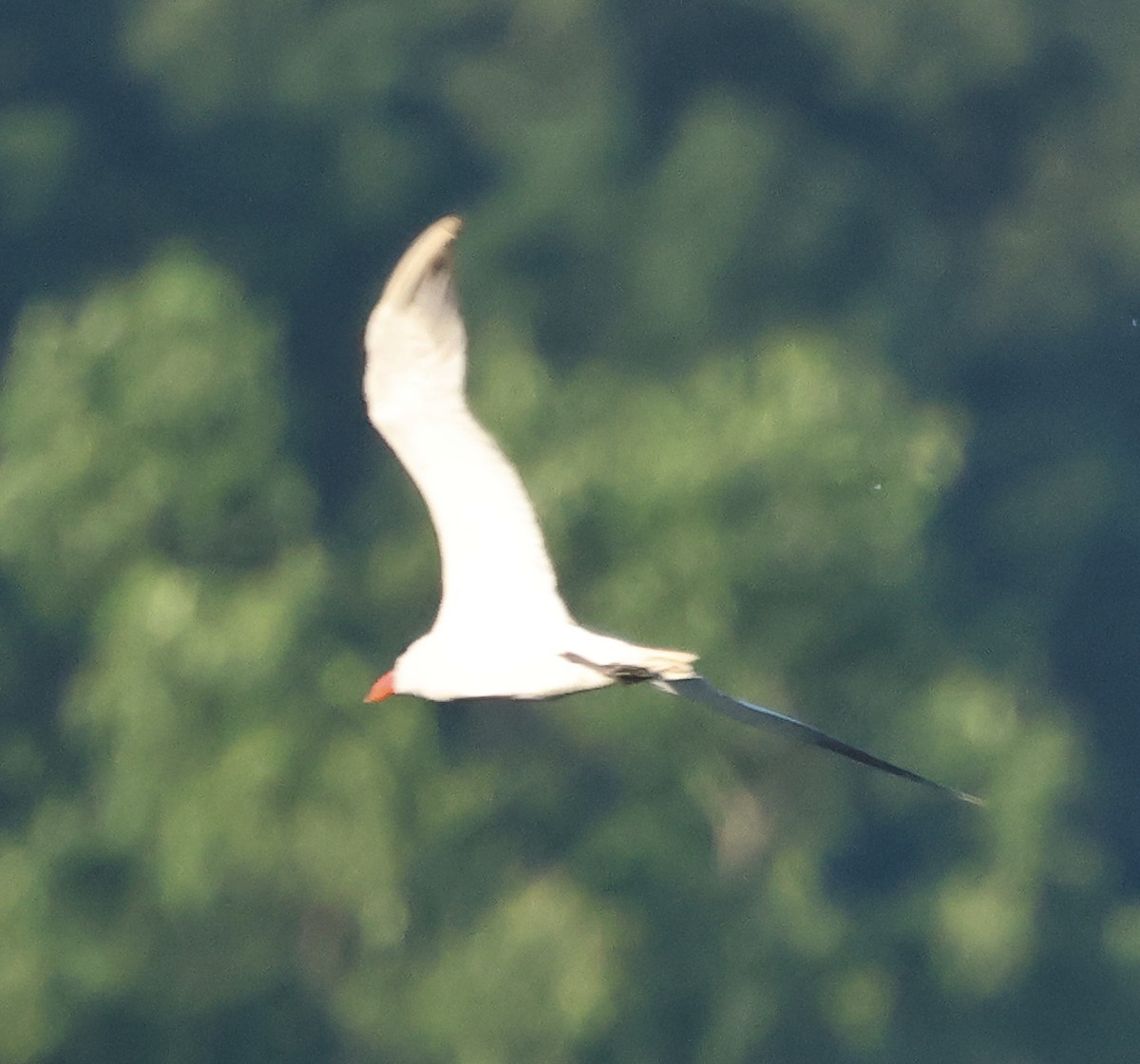 Caspian Tern - ML620132194