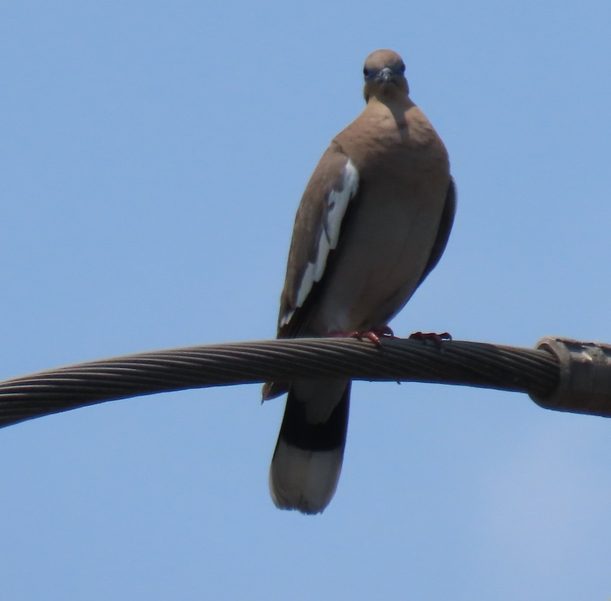 White-winged Dove - ML620132195