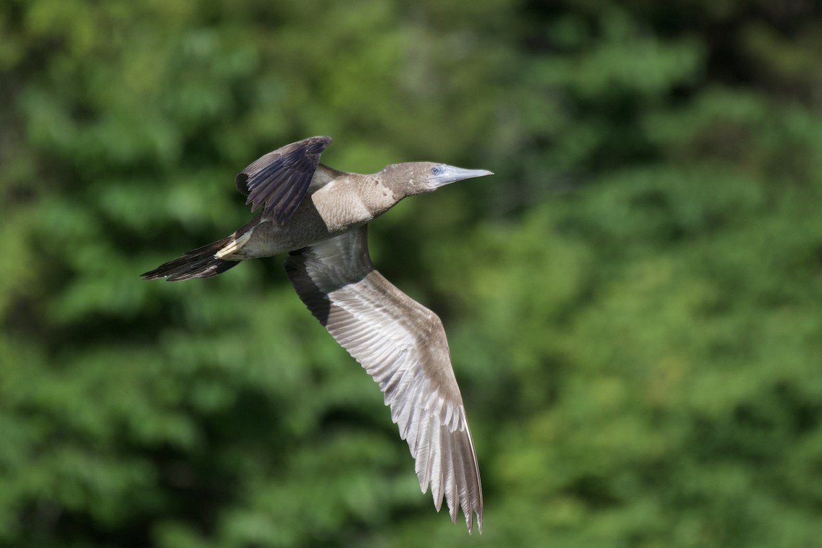 Brown Booby - ML620132201