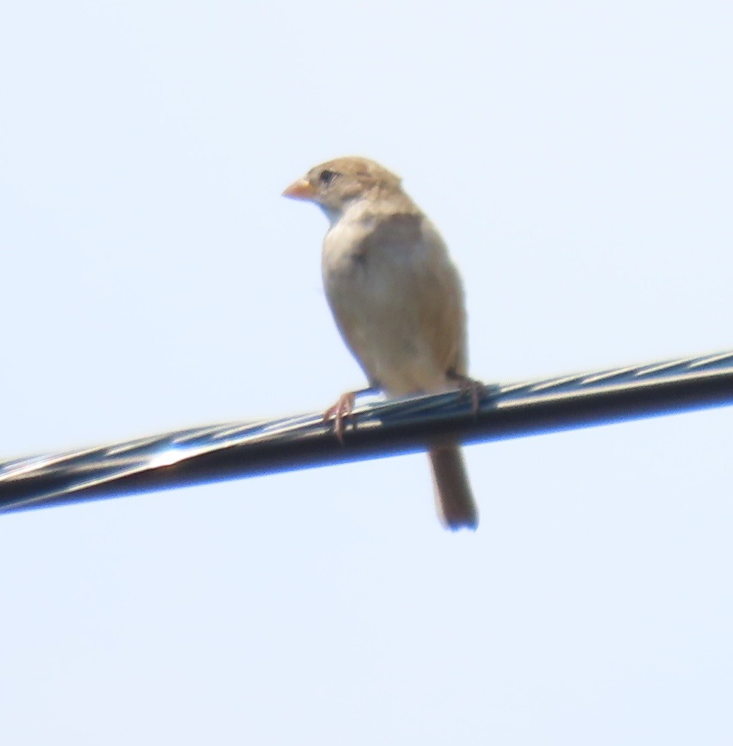 House Sparrow - ML620132203