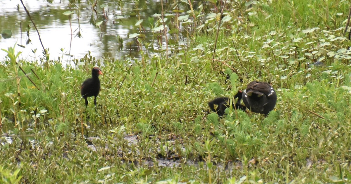 Common Gallinule - ML620132205