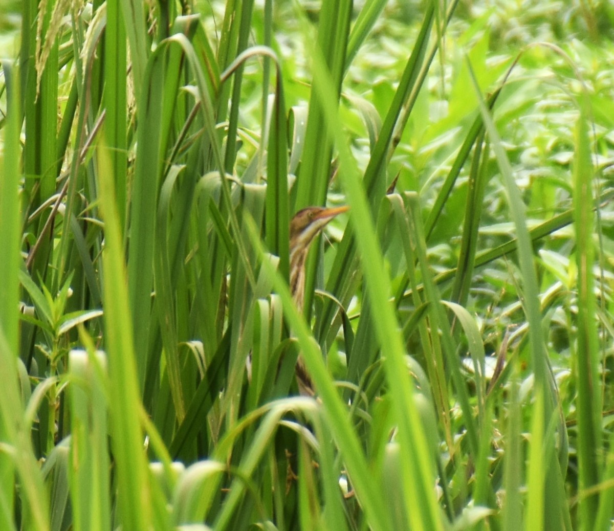 Least Bittern - ML620132208