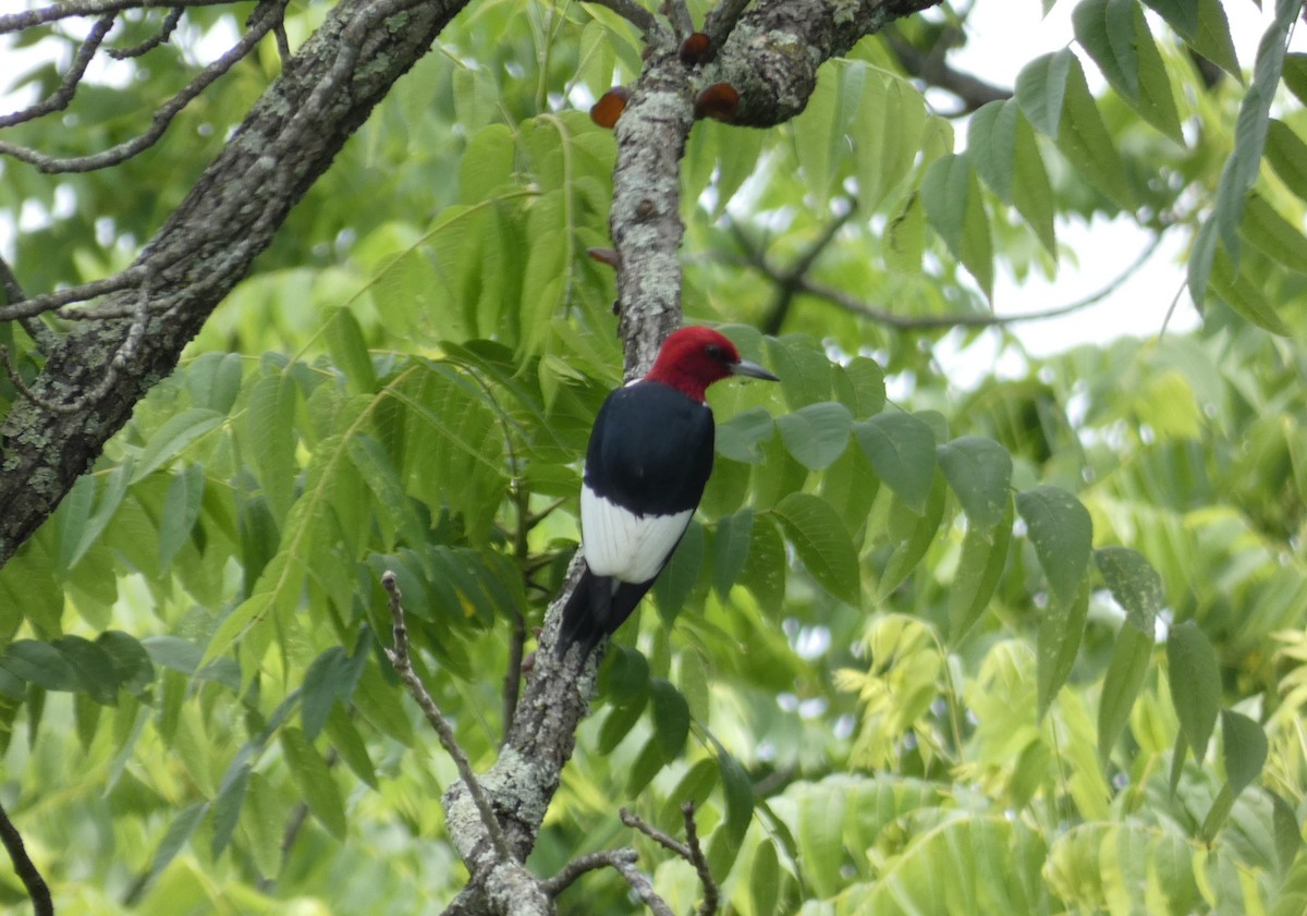 Red-headed Woodpecker - ML620132209