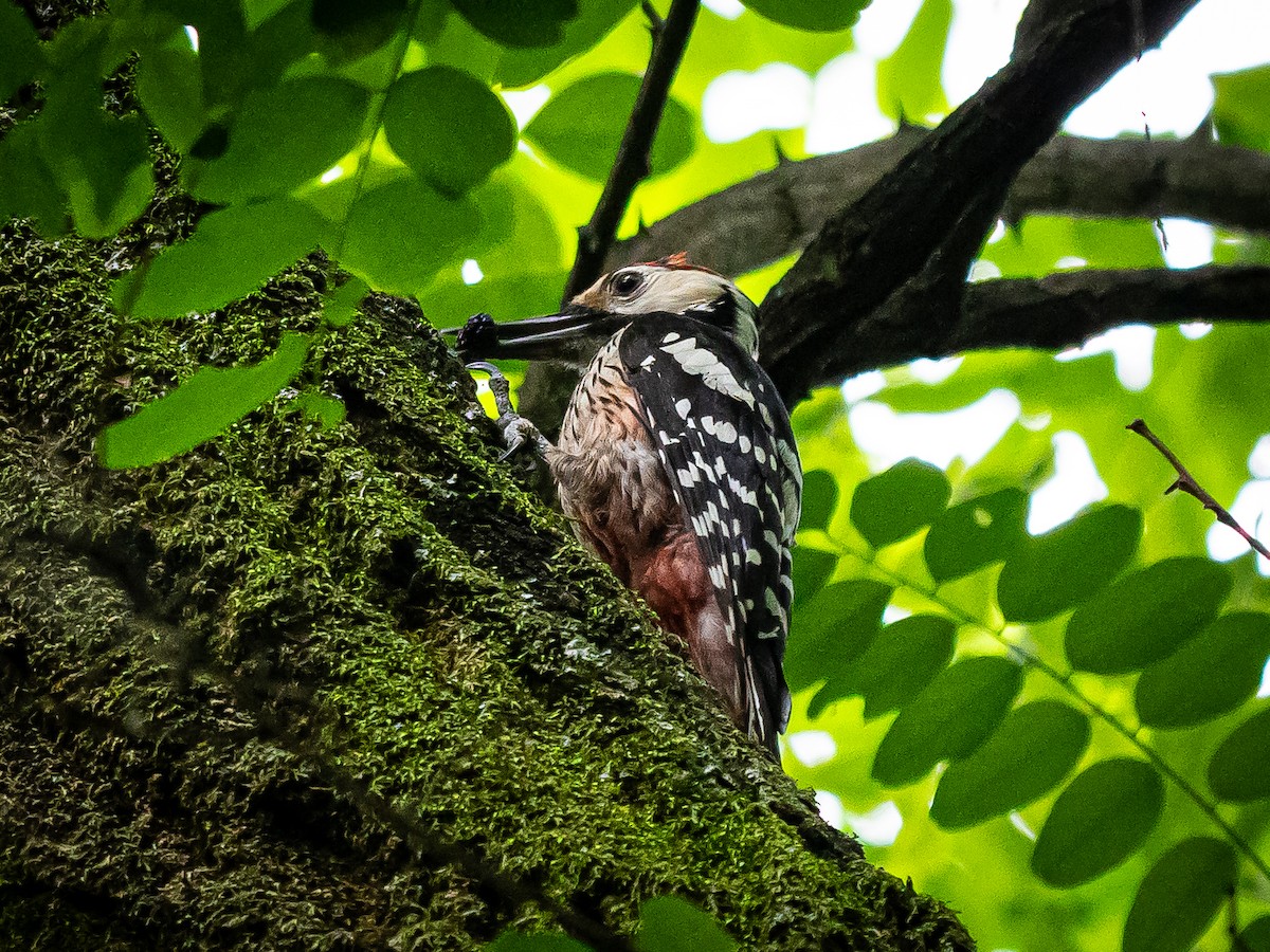 White-backed Woodpecker - Phillip K