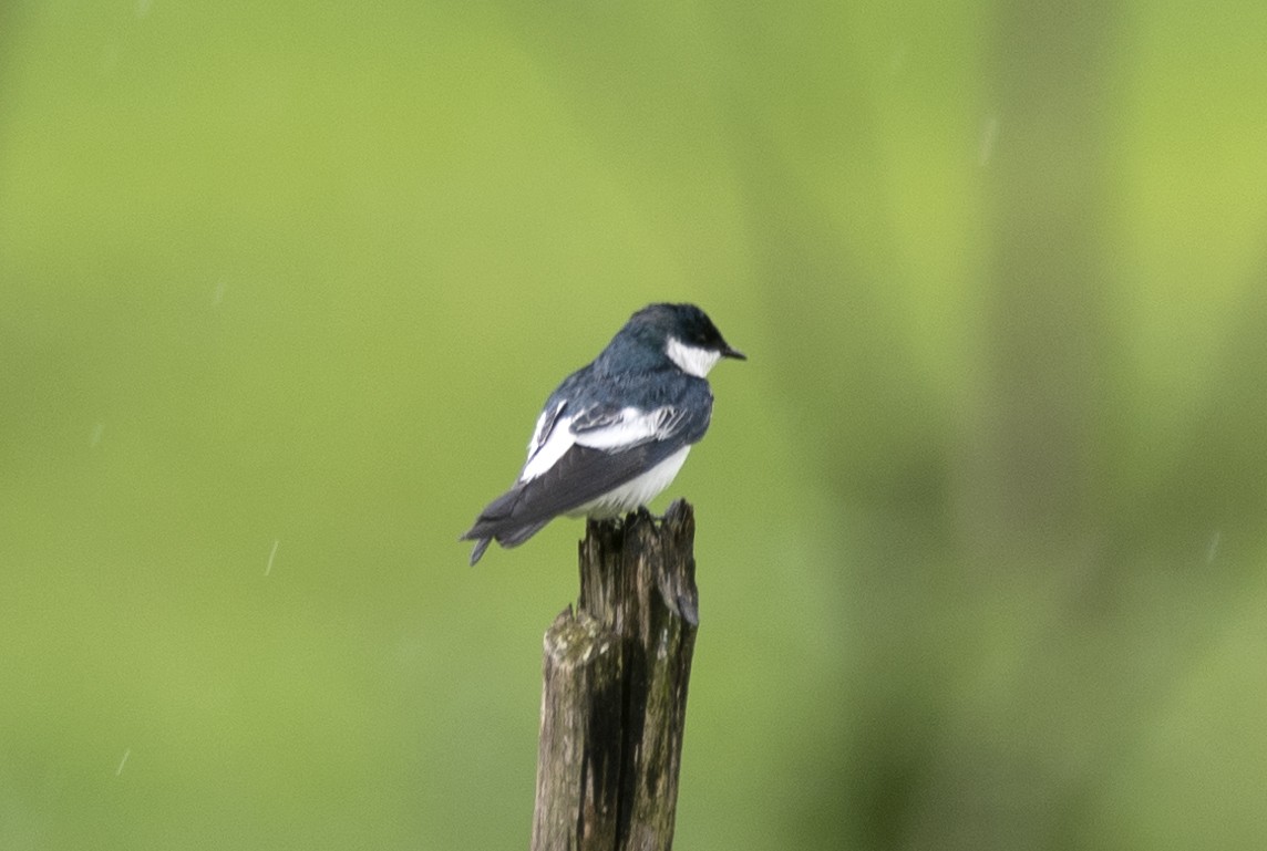White-winged Swallow - ML620132217