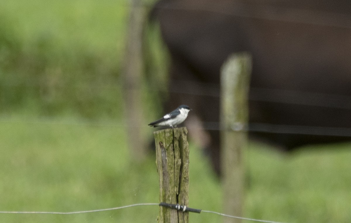 White-winged Swallow - ML620132218