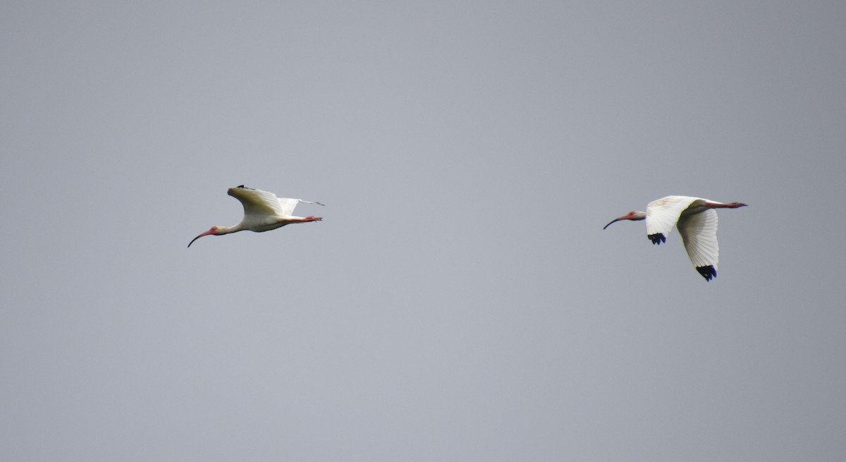 ibis bílý - ML620132232