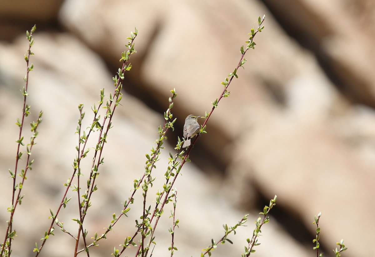 Mosquitero del Pamir - ML620132245