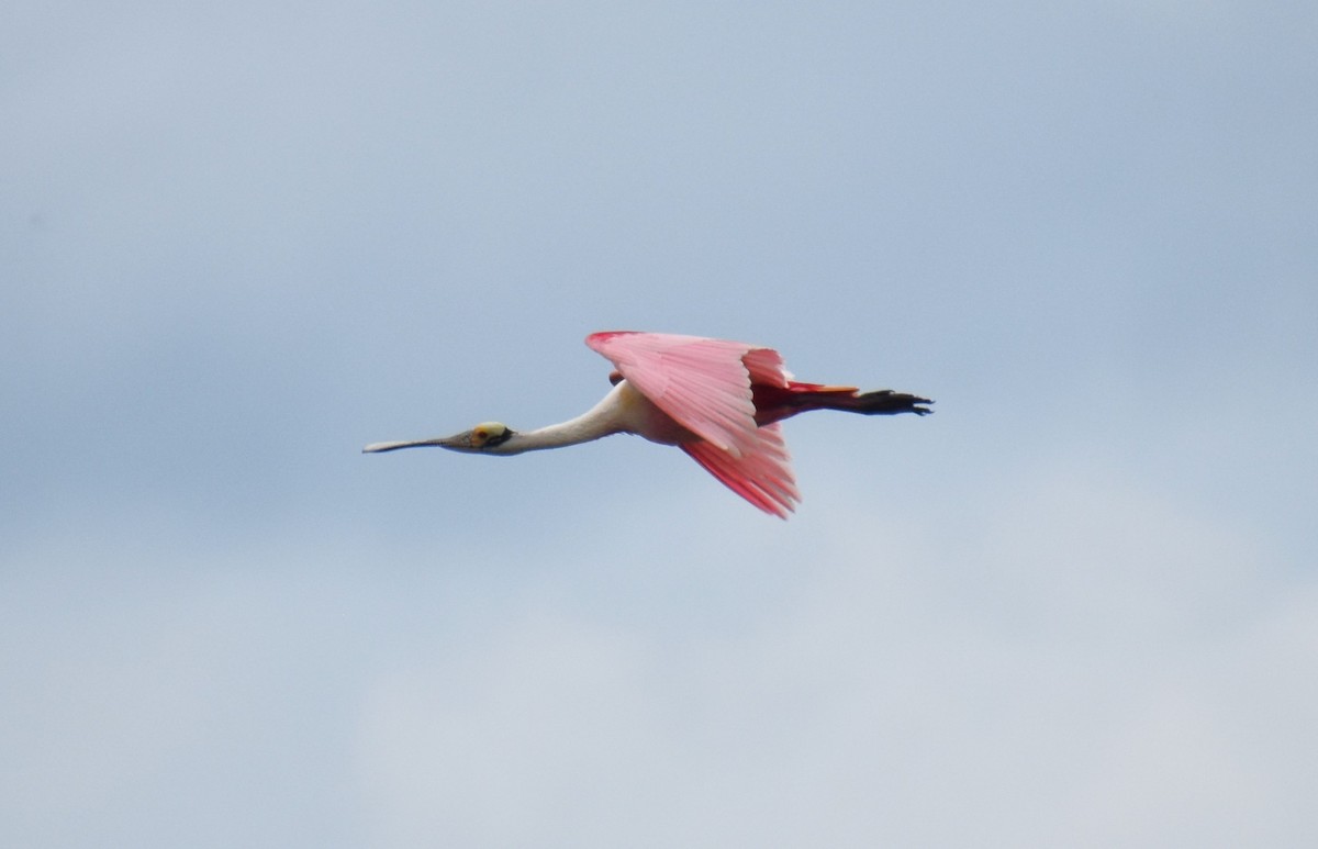 Roseate Spoonbill - ML620132247