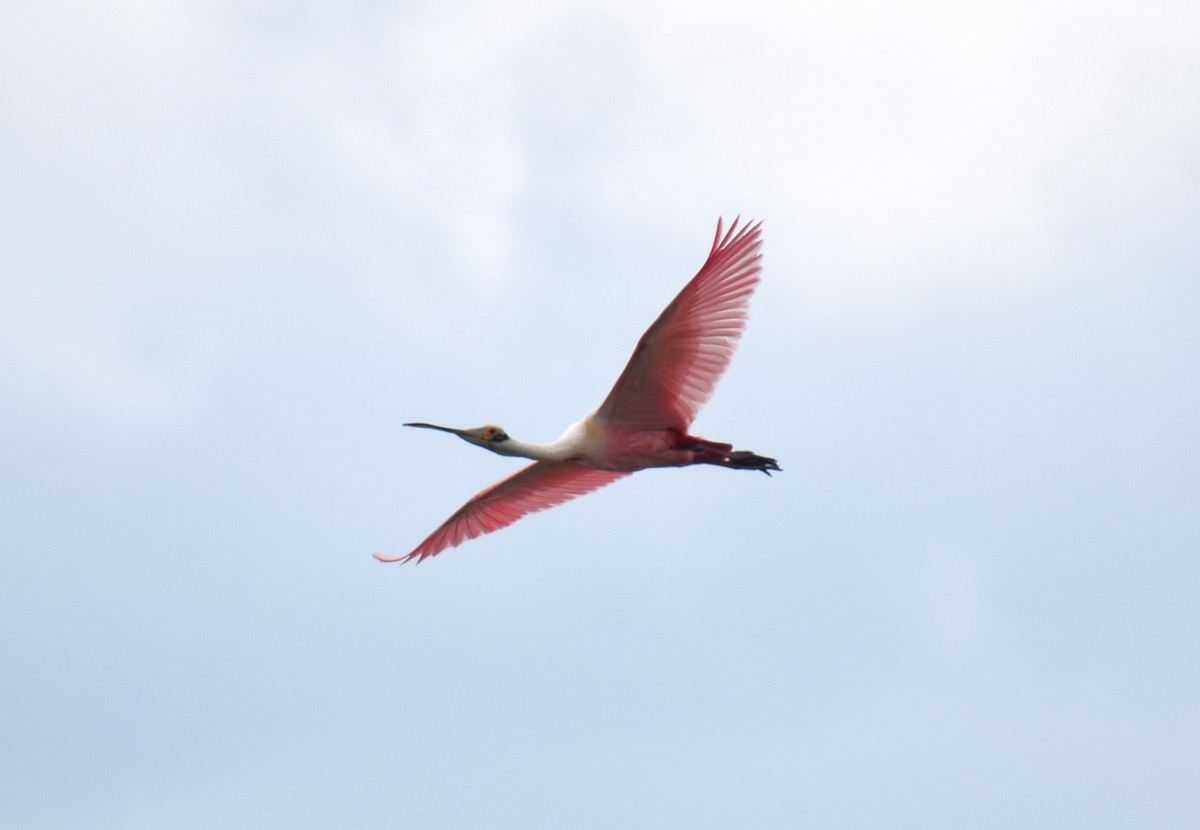 Roseate Spoonbill - ML620132248