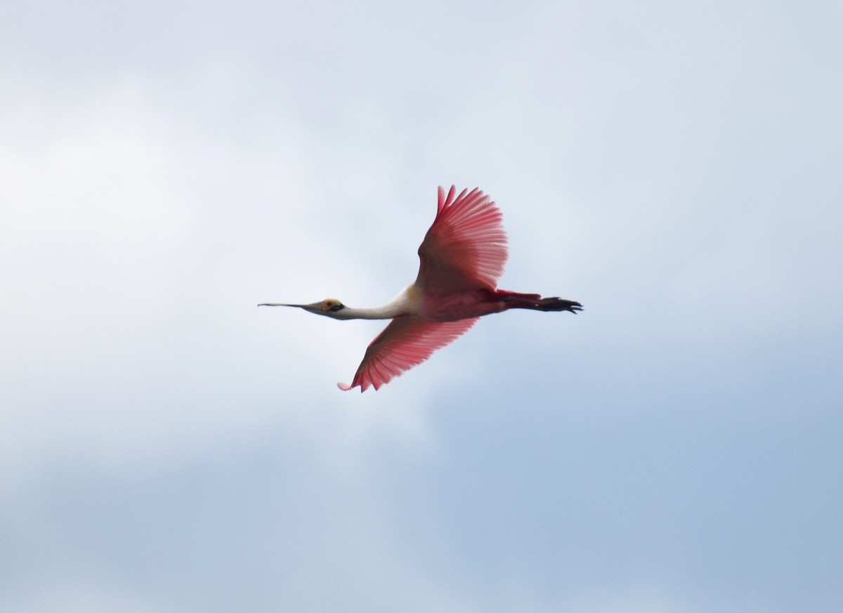 Roseate Spoonbill - ML620132249