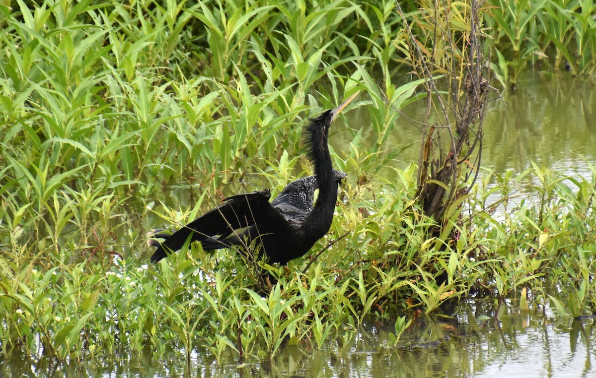 anhinga americká - ML620132252