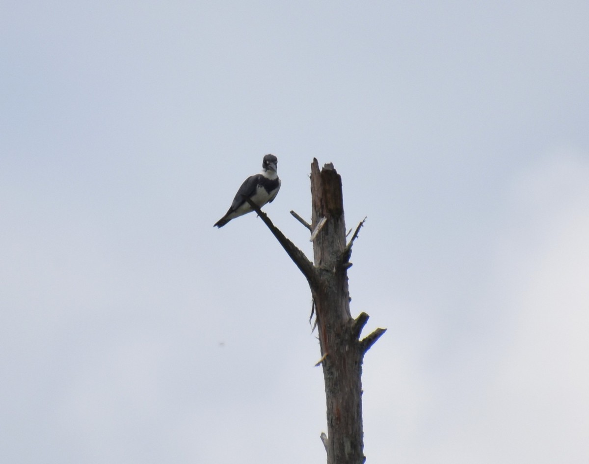 Belted Kingfisher - ML620132253