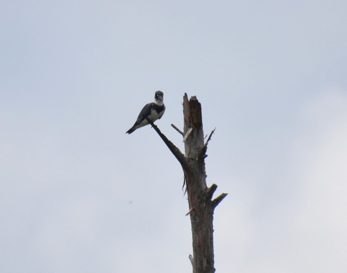 Belted Kingfisher - ML620132253