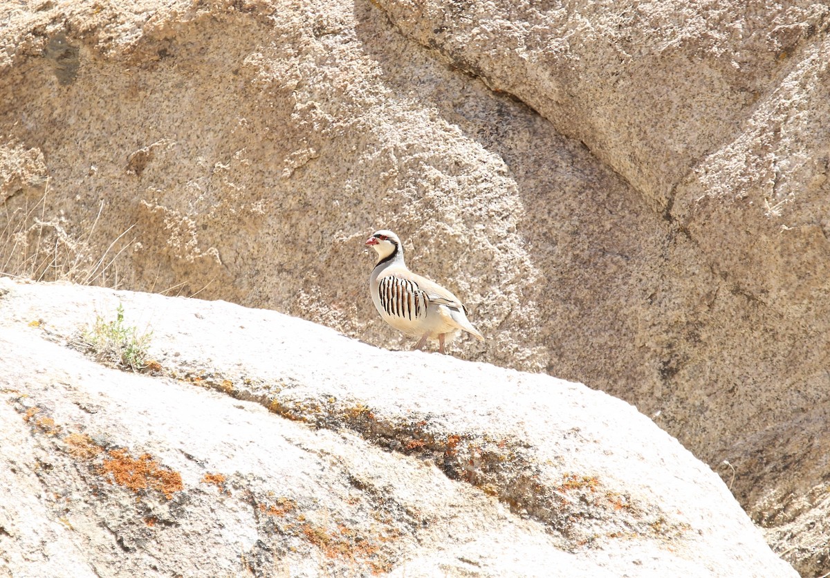 Chukar - ML620132266